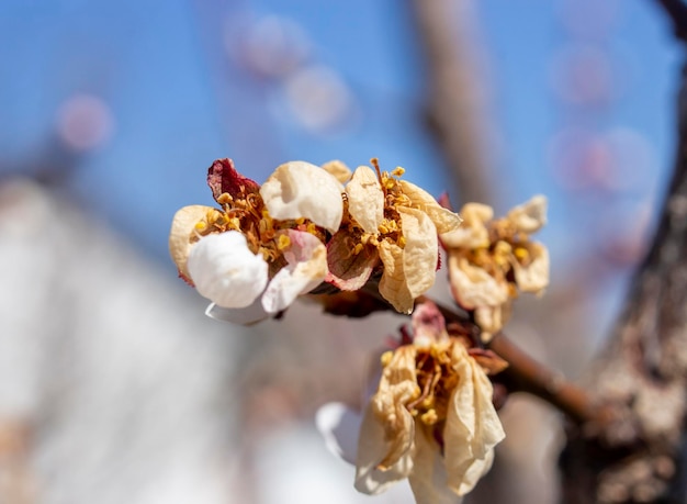 Inflorescence des arbres fruitiers endommagée Gelées d'abricotiers Baisse du rendement en fruits due aux intempéries du printemps