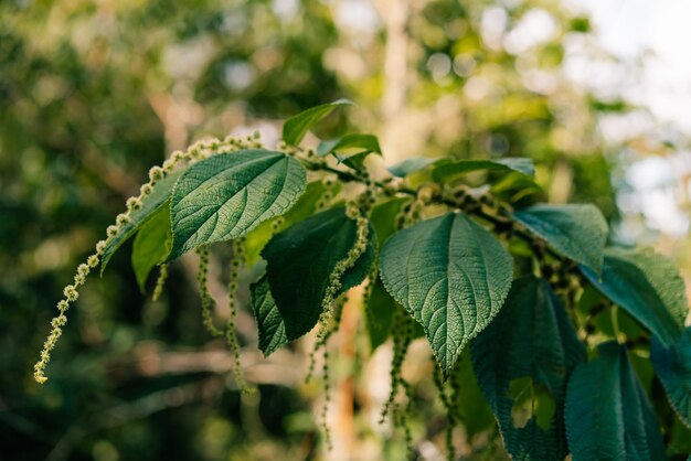 Photo l'inflorescence féminine de boehmeria en argentine