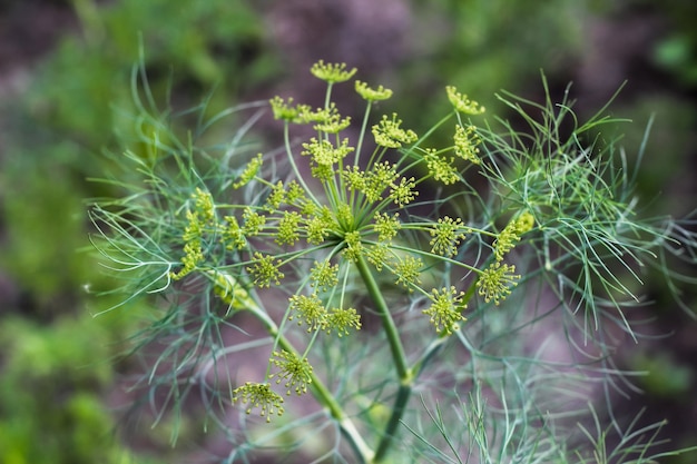 Inflorescence de fenouil grand plan. aneth en fleurs