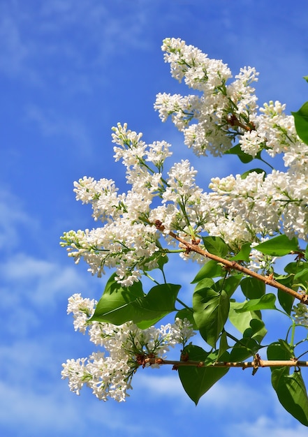 une inflorescence de fleurs sur une branche de lilas contre un ciel bleu avec des nuages blancs