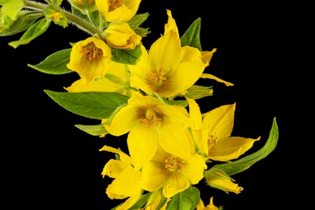 Inflorescence de fleurs de salicaire jaune lat Lysimachia isolé sur fond noir