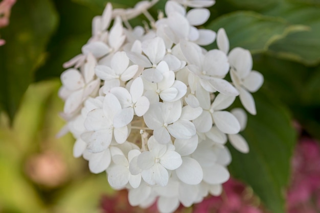 Inflorescence d'hortensias gros plan de belles fleurs blanches