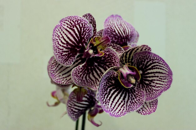 inflorescence, de, a, orchidée variétale, sur, a, tige, gros plan Banque de Photo