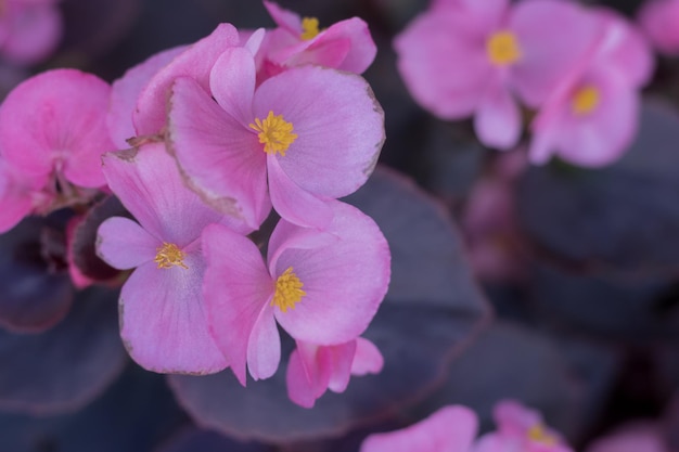 L'inflorescence rose du capitule du pélargonium également connu sous le nom de pélargonium La plante sur la photo est l'une des nombreuses variétés de Pelargonium zonale floristicum