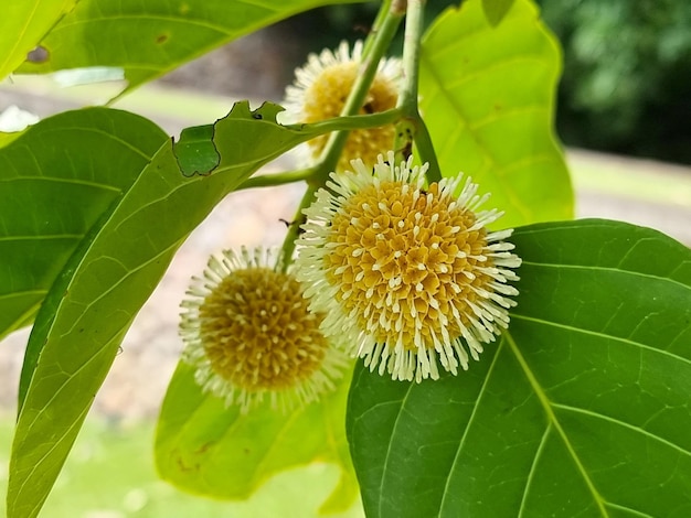 L'inflorescence sphérique de l'arbre Nauclea orientalis