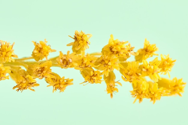 Inflorescence de verge d'or en fleurs avec des fleurs jaunes sur fond vert clair solidago virgaurea