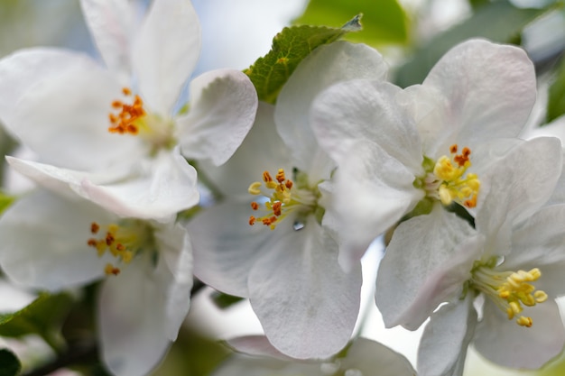 Inflorescences blanches au printemps