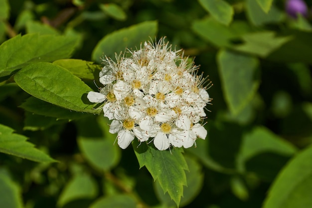 Inflorescences sur un buisson de spirée