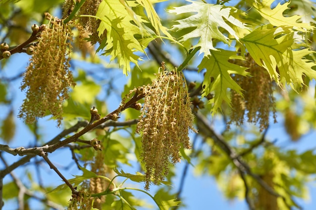 Les inflorescences de fleurs de chêne rouge fleurissent le chêne rouge lat Quercus rubra est un arbre une espèce du genre Oak