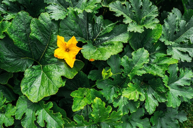 Inflorescences fleurs citrouilles dans le jardin.