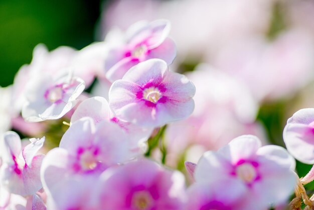Photo inflorescences de fleurs whitepink sur fond vert macro photo
