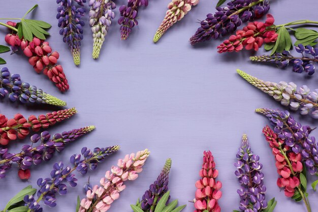 Inflorescences de lupin sur fond violet