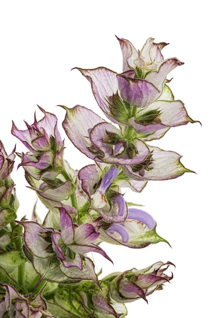 Inflorescences sauge claire lat Salvia sclarea isolée sur fond blanc