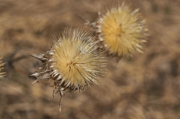 Inflorescences sèches des plantes du jardin de l'année dernière Focus sur le premier plan