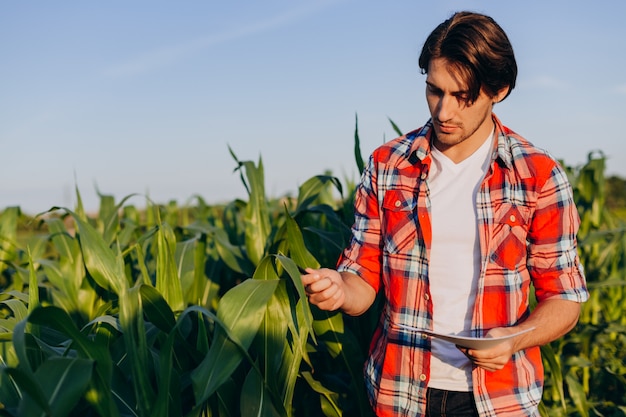 Ingénieur agronome prenant le contrôle du rendement du maïs et touchant une plante.