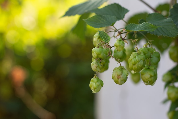 Ingrédient pour la fabrication de levure et de bière, houblon végétal grimpant, mise au point sélective