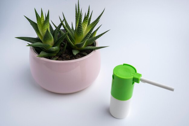 Un inhalateur avec un médicament pour les maladies de la gorge et une fleur d'Haworthia sur fond blanc