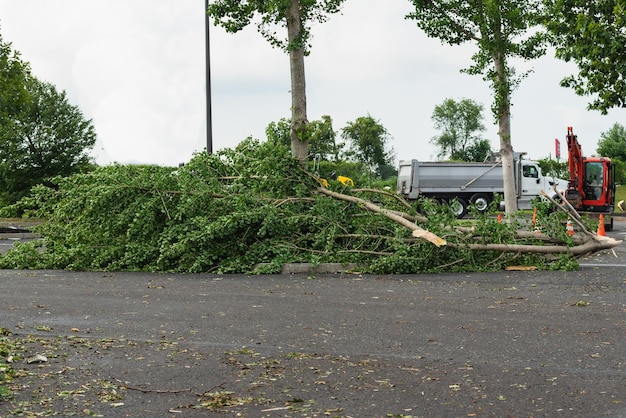 Inondation d'ouragan et dommages causés par le vent tornade tempête arbres abattus inondant l'herbe de pin