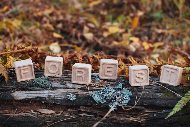 L'inscription affichée est l'automne Un mot fait de cubes en bois Cônes et aiguilles dans la forêt d'automne Le concept de conservation de la nature