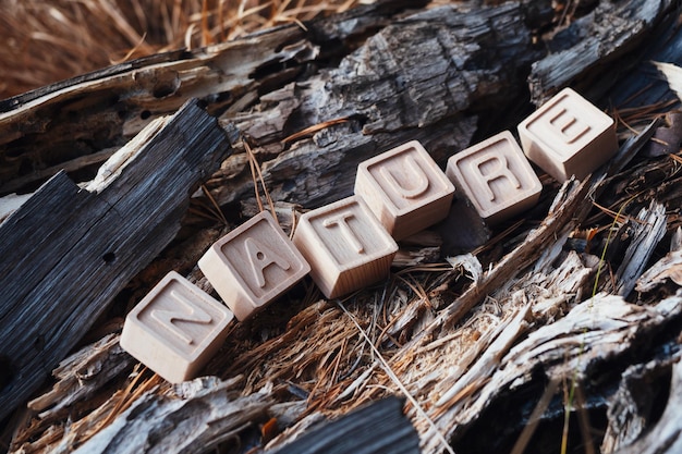 L'inscription nature à partir de cubes en bois Birch arbre tombé dans la forêt d'automne Le concept de conservation de la nature