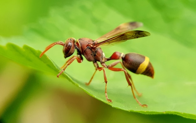 Photo insecte abeille sucer des fleurs