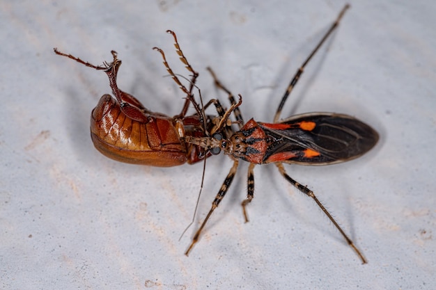 Insecte adulte d'assassin de la famille Reduviidae s'attaquant à un scarabée