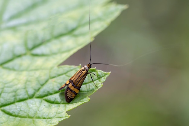 Insecte avec des ailes sur des feuilles vertes dans un jardin d'été