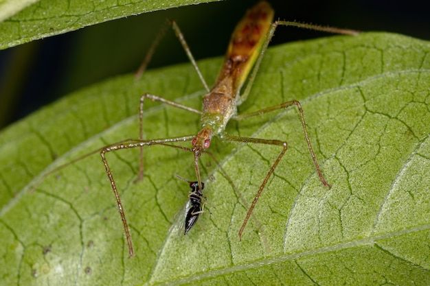 Insecte assassin adulte de la tribu Harpactorini s'attaquant à une guêpe chalcidoïde de la superfamille Chalcidoidea