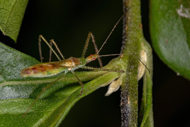 Insecte Assassin adulte de la tribu Harpactorini