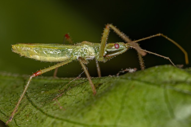 Insecte Assassin adulte de la tribu Harpactorini