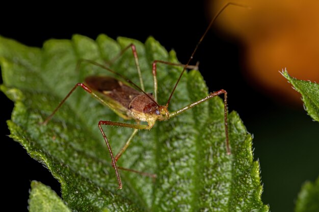 Insecte Assassin adulte de la tribu Harpactorini