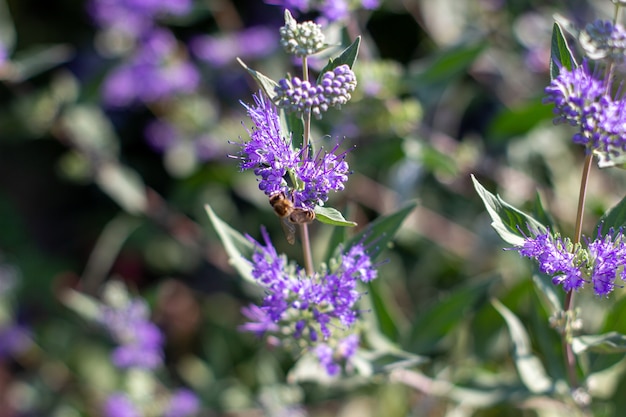 Insecte sur une belle fleur violette dans le jardin