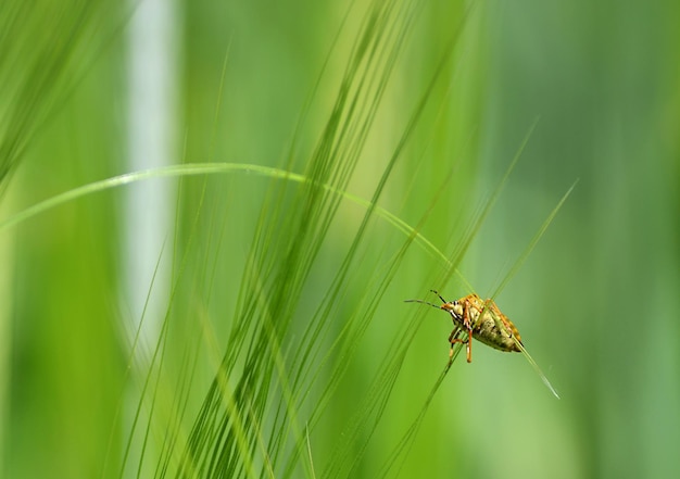 Insecte sur le blé en été gros plan