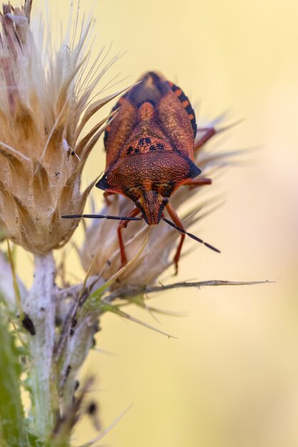 Insecte de bouclier dans son environnement naturel