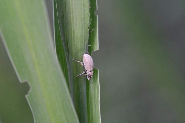 Un insecte sur un brin d'herbe avec le mot insecte dessus