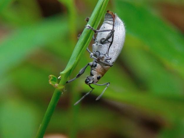 Un insecte sur un brin d'herbe