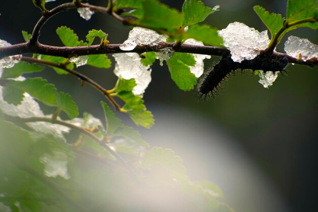 Un insecte brûlant sur une branche avec de la glace et des feuilles