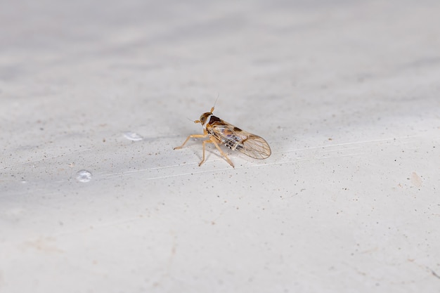 Insecte cicadelle adulte du genre Chionomus