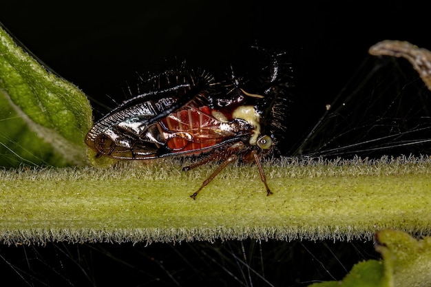 Photo insecte cicadelle adulte
