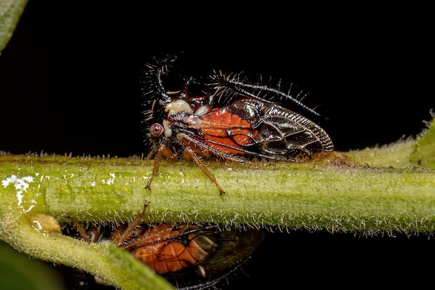 Insecte cicadelle adulte