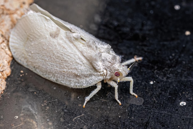 Insecte cicadelle adulte