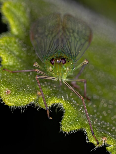 Insecte cicadelle Dictyopharid vert adulte de la famille des Dictyopharidés