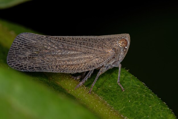 Insecte cicadelle nogodinidé adulte de la sous-famille des Bladininae