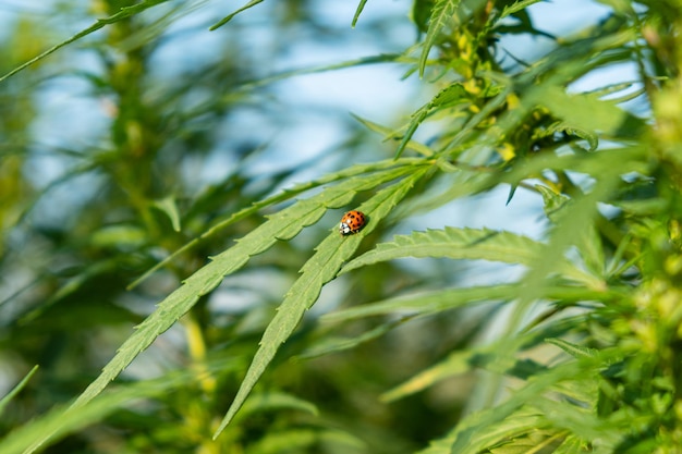 Insecte coccinelle sur la culture de chanvre de feuilles de cannabis vert en plein air