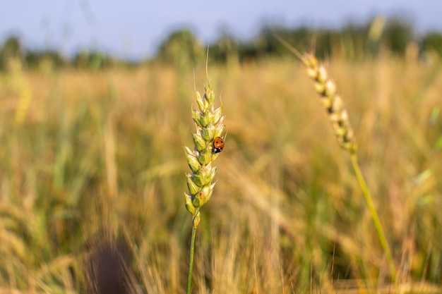 Un insecte une coccinelle sur un épi de seigle ou de blé.