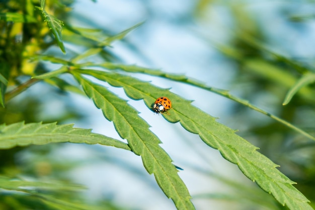 Insecte coccinelle sur les feuilles vertes de la plante de cannabis marijuana en fleurs gros plan