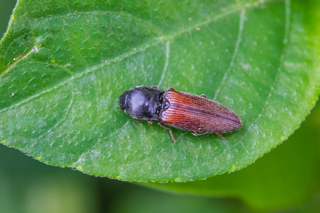 Insecte coléoptère dans le fond de la nature