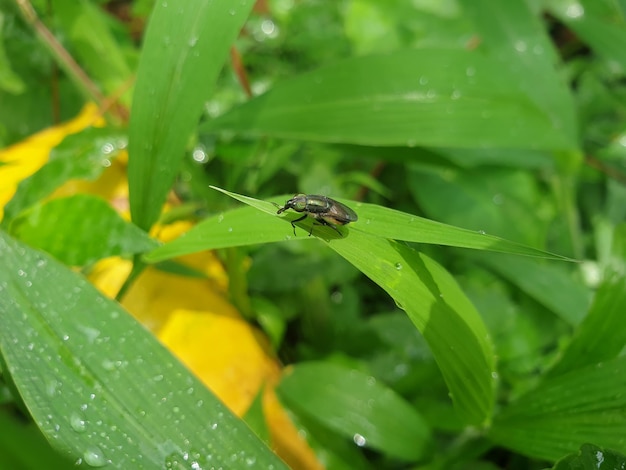 Insecte commun sur craspedia sous la lumière du soleil sur une fleur avec une photo gratuite floue