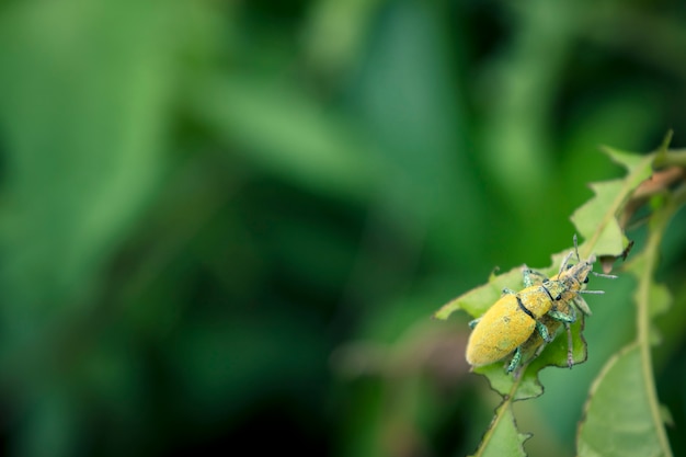 Insecte couple vert sur la nature laisse
