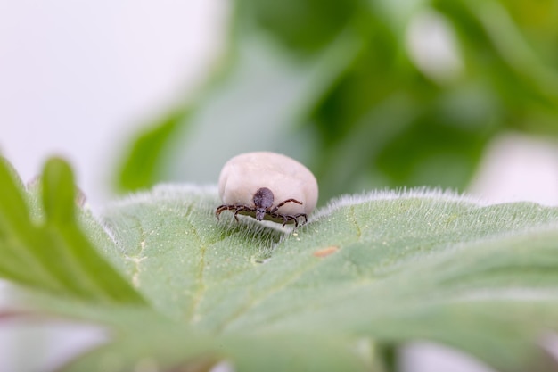 Photo l'insecte dangereux de la tique